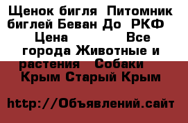 Щенок бигля. Питомник биглей Беван-До (РКФ) › Цена ­ 20 000 - Все города Животные и растения » Собаки   . Крым,Старый Крым